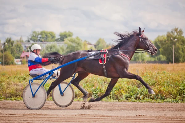 品種の速歩馬のためのレース — ストック写真