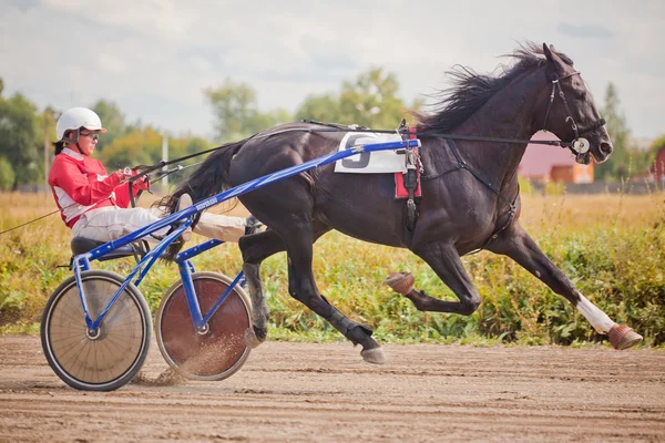 Racing pro koně klusem plemena — Stock fotografie