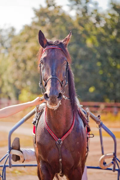 Course pour les chevaux trotter races — Photo