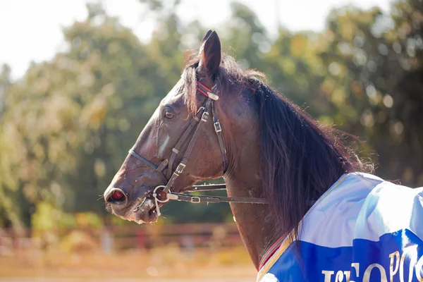 Racing voor de rassen dravende paarden — Stockfoto