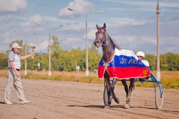 品種の速歩馬のためのレース — ストック写真