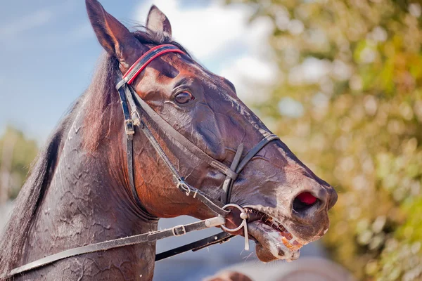 Course pour les chevaux trotter races — Photo