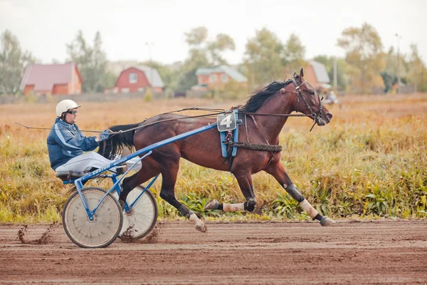 Racing pro koně klusem plemena — Stock fotografie