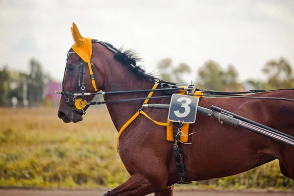 Racing voor de rassen dravende paarden — Stockfoto