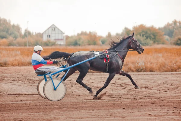 Corrida para os cavalos trote raças — Fotografia de Stock
