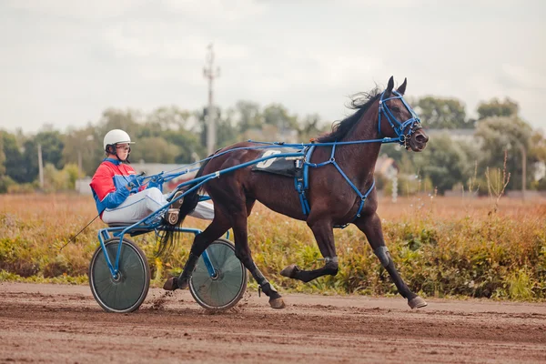 Racing pro koně klusem plemena — Stock fotografie