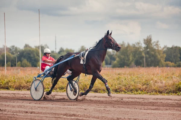 Carreras para los caballos razas de trote —  Fotos de Stock