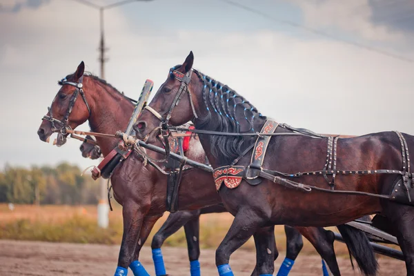 Championship of Russia Russian Troika "Ramenskoye summer 2014" — Stock Photo, Image