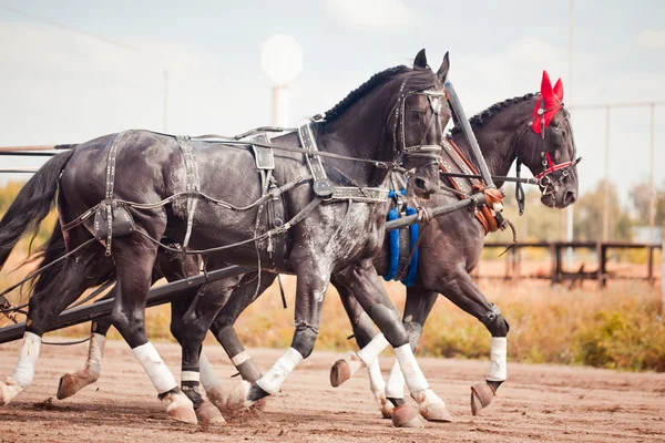 Championnat de Russie Troïka russe "Ramenskoye été 2014 " — Photo