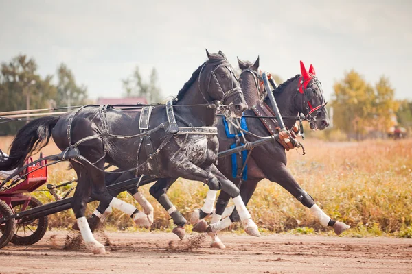 Championship of Russia Russian Troika "Ramenskoye summer 2014" — Stock Photo, Image