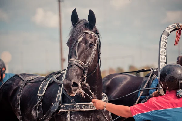 Campeonato de Rusia Troika Rusa "Ramenskoye verano 2014 " — Foto de Stock