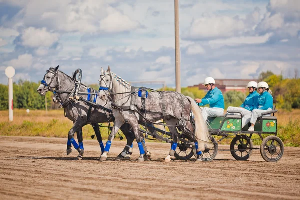 Championship of Russia Russian Troika "Ramenskoye summer 2014" — Stock Photo, Image