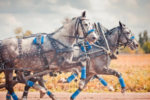 Campeonato da Rússia Troika Russa "Verão Ramenskoye 2014 " — Fotografia de Stock