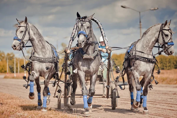 Campionatul Rusiei Troica Rusă "Ramenskoye vara 2014 " — Fotografie, imagine de stoc