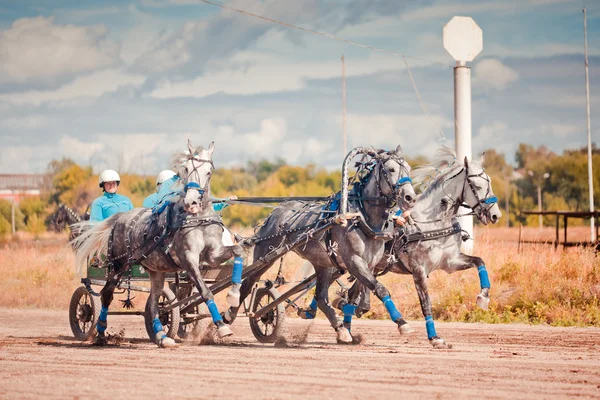 Championship of Russia Russian Troika "Ramenskoye summer 2014" — Stock Photo, Image