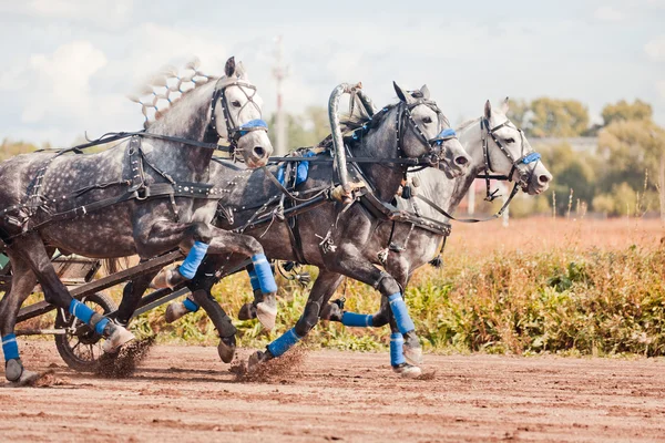 Championship of Russia Russian Troika "Ramenskoye summer 2014" — Stock Photo, Image