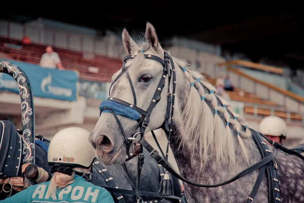 Campeonato de Rusia Troika Rusa "Ramenskoye verano 2014 " —  Fotos de Stock