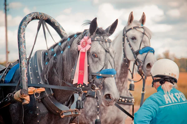 Kampioenschap van Rusland Russische trojka "Ramenskoje zomer 2014" — Stockfoto