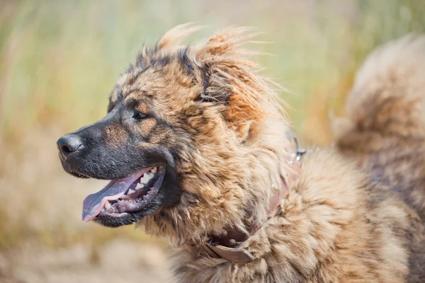 Caucasian shepherd exterior — Stock Photo, Image