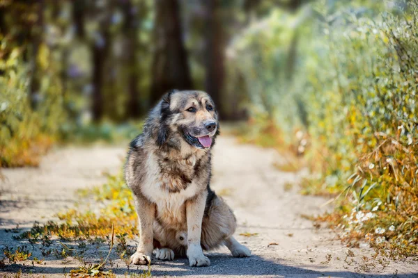 Caucasian shepherd exterior