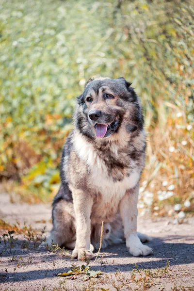 Kaukasische Herder buitenkant — Stockfoto