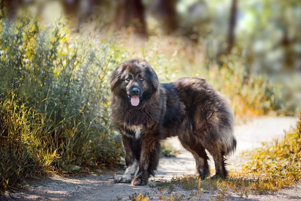 Kaukasische Herder buitenkant — Stockfoto