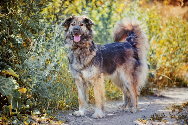 Kaukasische Herder buitenkant — Stockfoto