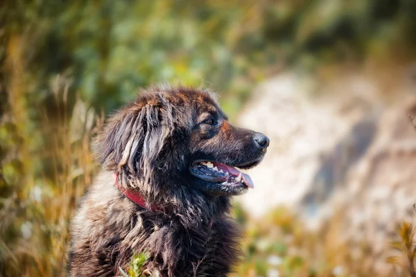 高加索牧羊犬外观 — 图库照片