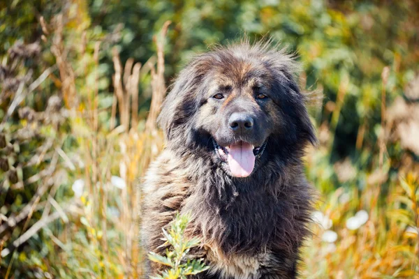 Kaukasischer Hirte — Stockfoto