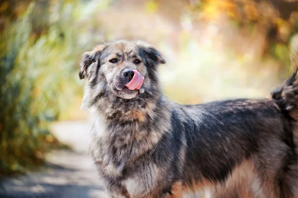 Kaukasische Herder buitenkant — Stockfoto