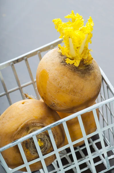 Ripe turnip plants — Free Stock Photo