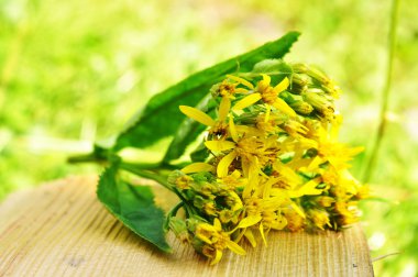 Solidago virgaurea bitki
