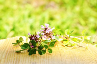 Thymus serpyllum bitki