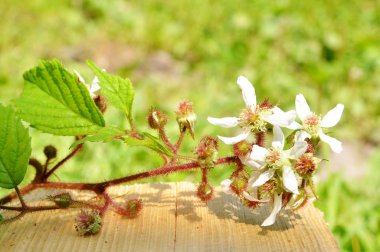 BlackBerry tıbbi otlar