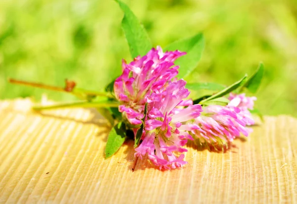 Trifolium pratense växt — Stockfoto