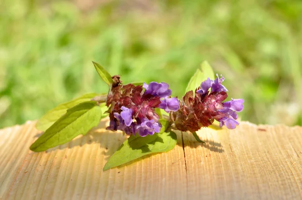 Prunella vulgaris flores silvestres — Fotografia de Stock