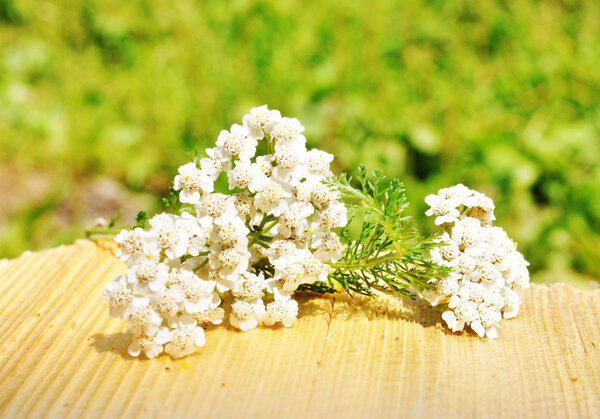Milfoil herbal medicine