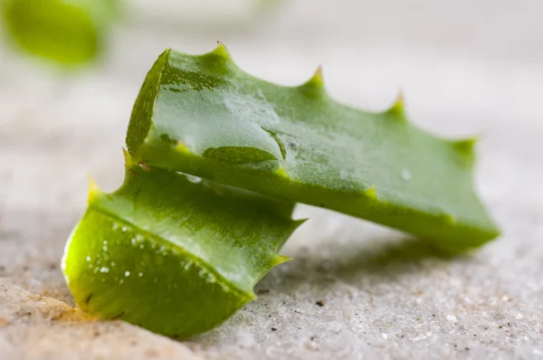 Planta de aloe vera — Fotografia de Stock