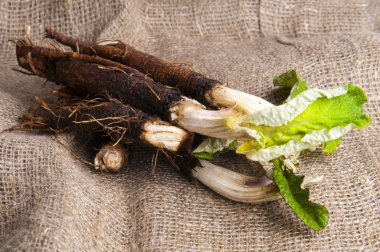 Taze dulavratotu kökü. 
