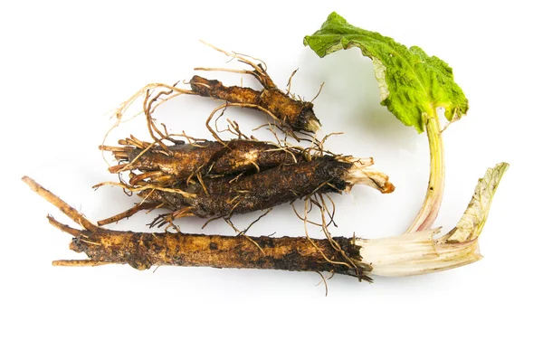 Taproot of young burdock plants — Stock Photo, Image