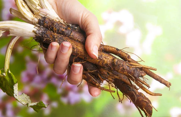 Hand holding  burdock roots — Stock Photo, Image