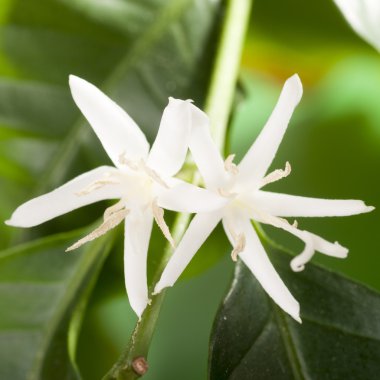 kahve ağacı çiçek