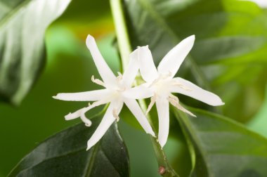 kahve ağacı çiçek