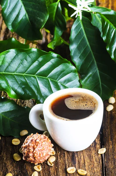 Ceașcă de cafea cu ramură de arbore de cafea — Fotografie, imagine de stoc