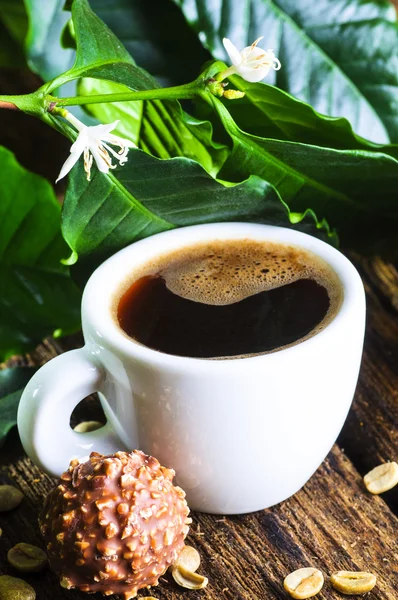 Ceașcă de cafea cu ramură de arbore de cafea — Fotografie, imagine de stoc