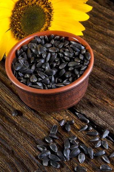 Sunflower and seeds — Stock Photo, Image