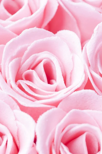 분홍빛 장미 배경 — 스톡 사진