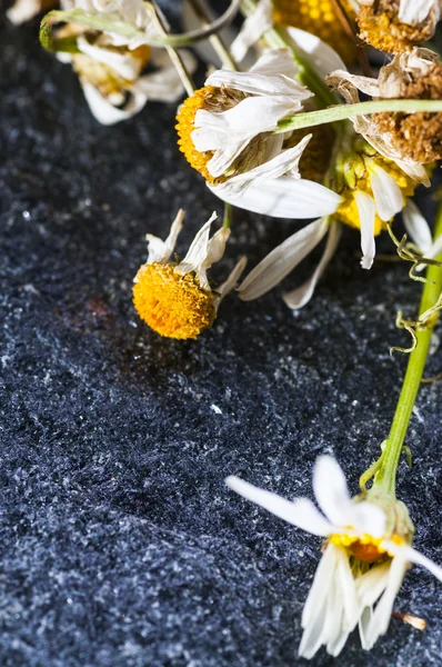 Dry medical Chamomile flowers — Stock Photo, Image