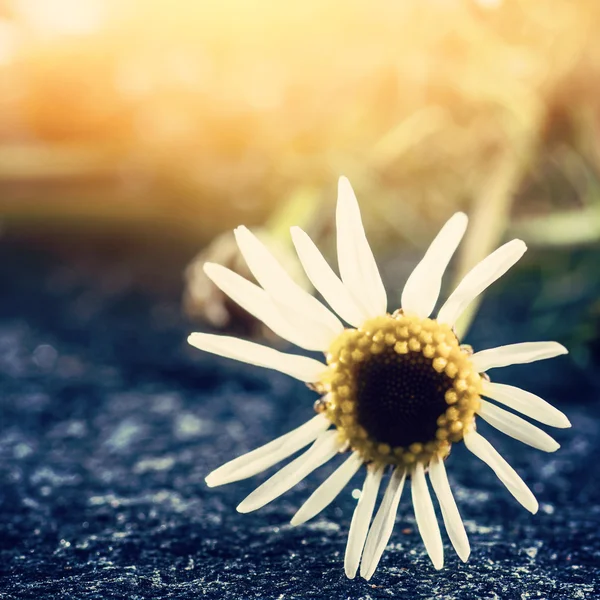 Medical chamomile flower — Stock Photo, Image