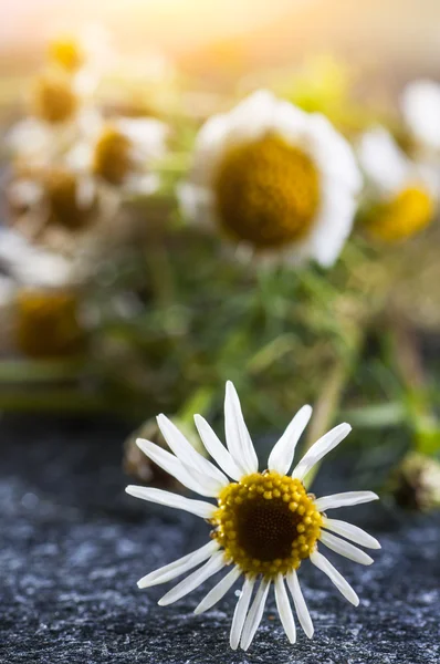 Fiore di camomilla medica — Foto Stock